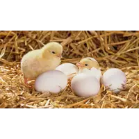 Корм для молодняка цыплят возрастом 4-9 недель, рост